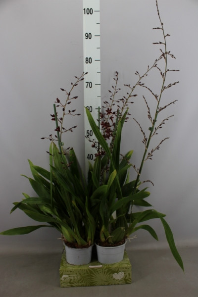 Oncidium Yellow 12/55