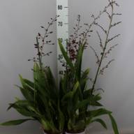 Oncidium Yellow 12/55 - d37a22ea-e5a7-4916-b49c-e18e5b525c88