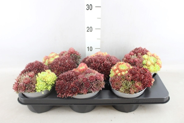 Sempervivum Mix 6/10