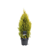 Thuja Smaragd 17/50