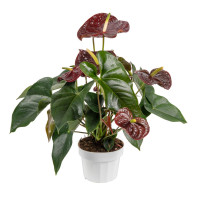 Anthurium Sempre 17/55