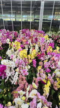 Phal 1-tak A2 Duijn-Hove Pink 12/45