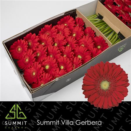 Gerbera Gersp Mix  X30 Holland