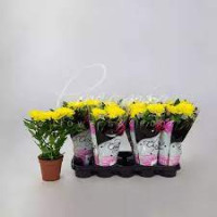 Chrysa Jellyfi Mix 12/25