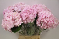 Hydr Z Forse Extra X5 -60cm