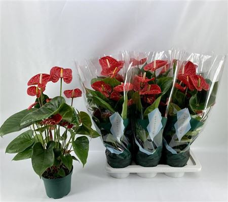 Anthurium Madural 14/50