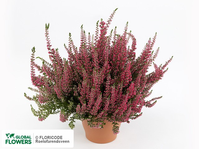 Calluna Barcelona 11/12