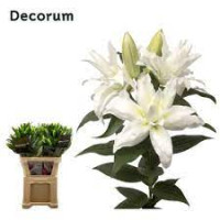 Lilium Or Duet Quartz X10 Holland