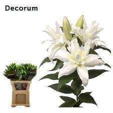 Lilium Or Duet Quartz X10 Holland