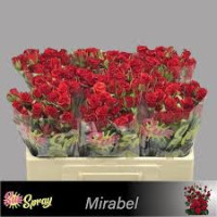 Spray Mirabel Extra 60 sm