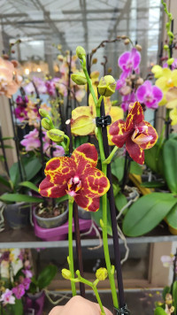 Phal Snakeskin 12/65