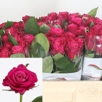 Rose Movie Star 70 sm