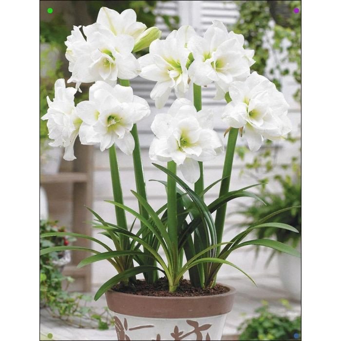Hippeastrum Mix 14/20