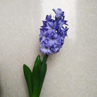 Hyacin Fondant Holland
