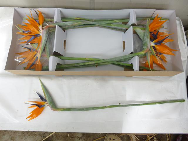 Strelitzia Bloem 110sm
