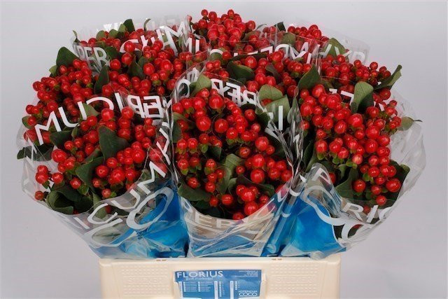 Hypericum Coco Tango 60 cm X10