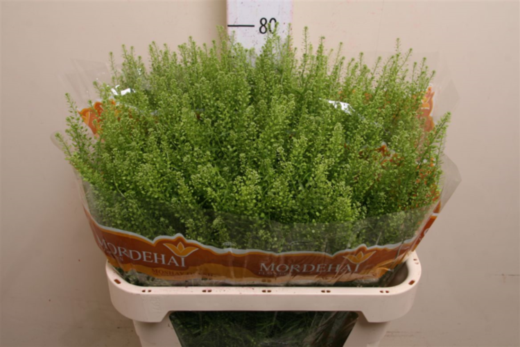 Lepidium Green Bell