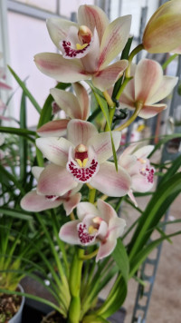 Cymbidium Ballerina 12/50