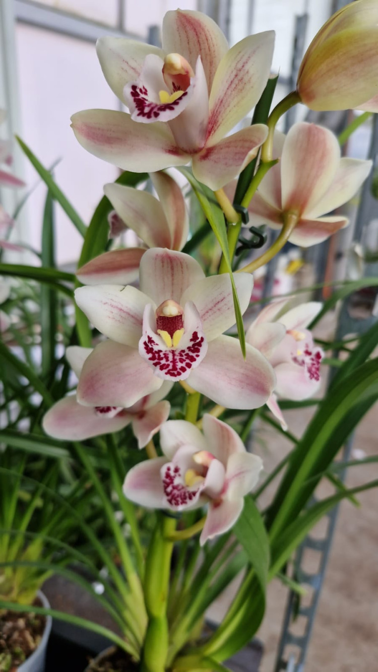 Cymbidium Ballerina 12/50