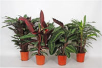 Calathea Gemengd