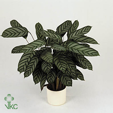 Ctenanthe Se Compactstar
