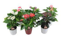 Anthurium Fl Kardia 17/65
