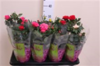 Rosa Patio Mix (clock)