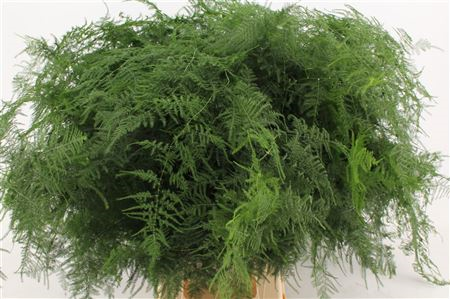 Asparagus Setaceus Lang Getopt
