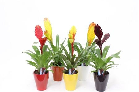 Vriesea Keramiek 12/55