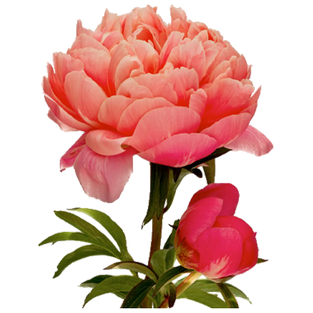 Paeonia Coral Sunset 60sm X10 Holland