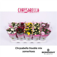 Chrysanthemum Milksh Mix 12/23