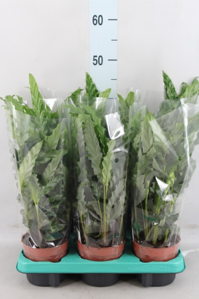 Calath Ruf Elgergrass 12/40