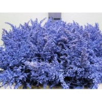 Solidago Blauw 80 sm