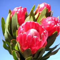 Protea Pink Ice 70см X5 - Protea-Brenda-800x800