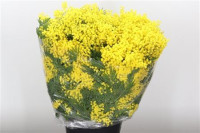 Acacia Mimosa Baileya 55sm-400g