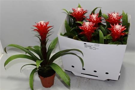 Guzmania Hope 12/40