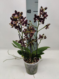 Phal 2 Banana Chocolade 12/35