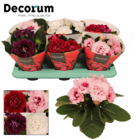 Gloxinia 12/27