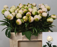 Paeonia Mme Cl Tain