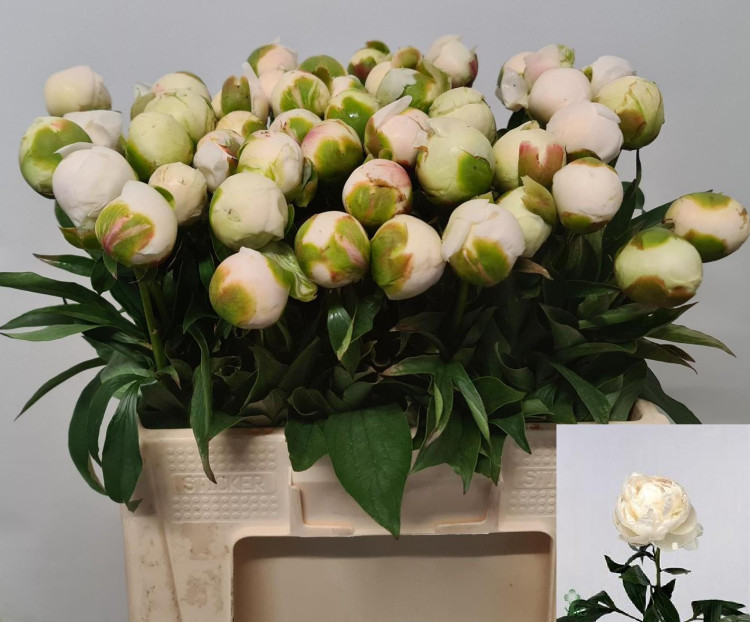 Paeonia Mme Cl Tain