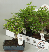 Bonsai MIX  15/20
