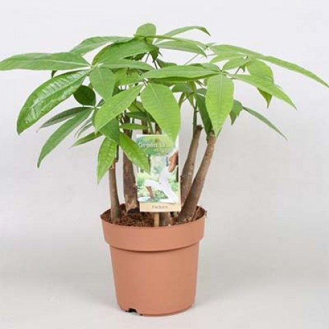 Pachira Aquatica 30/190