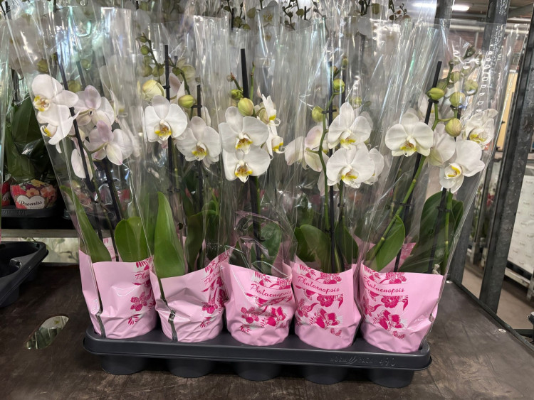 Phal 1-tak A2 Levo White 12/75