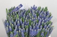 Muscari Manon Holland 9/13