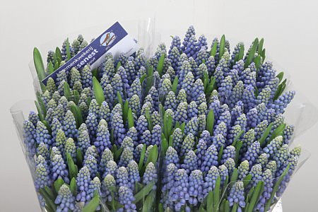 Muscari Manon Holland 9/13