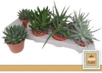Haworthia Fasciala big Band 505/7