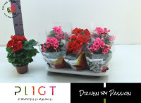 Begonia Du Mix 9/25