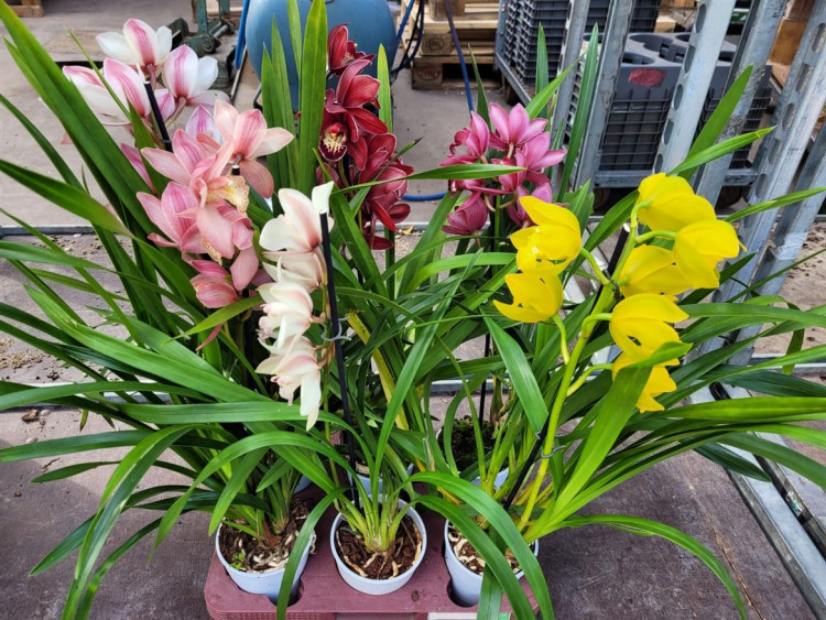 4-tak Cymbidium Yellow 14/80