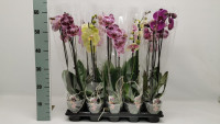 Phal A2 2-tak Phalaenova Mix 12/55
