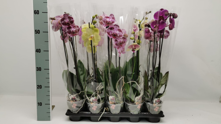 Phal A2 2-tak Phalaenova Mix 12/55